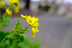 道端菜の花