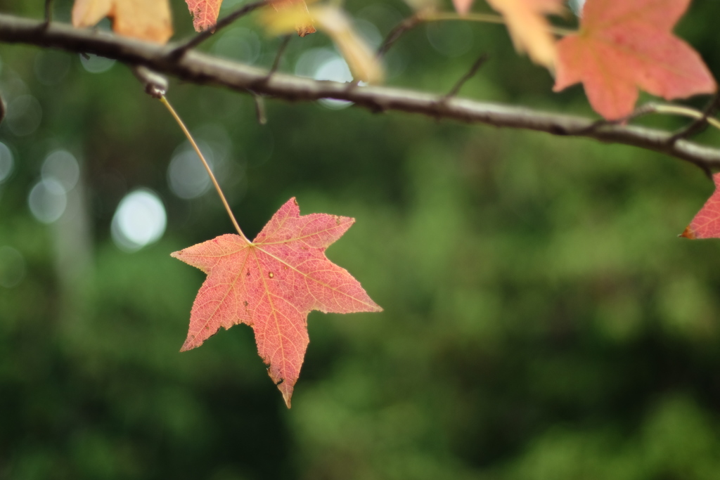 紅葉