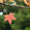 紅葉