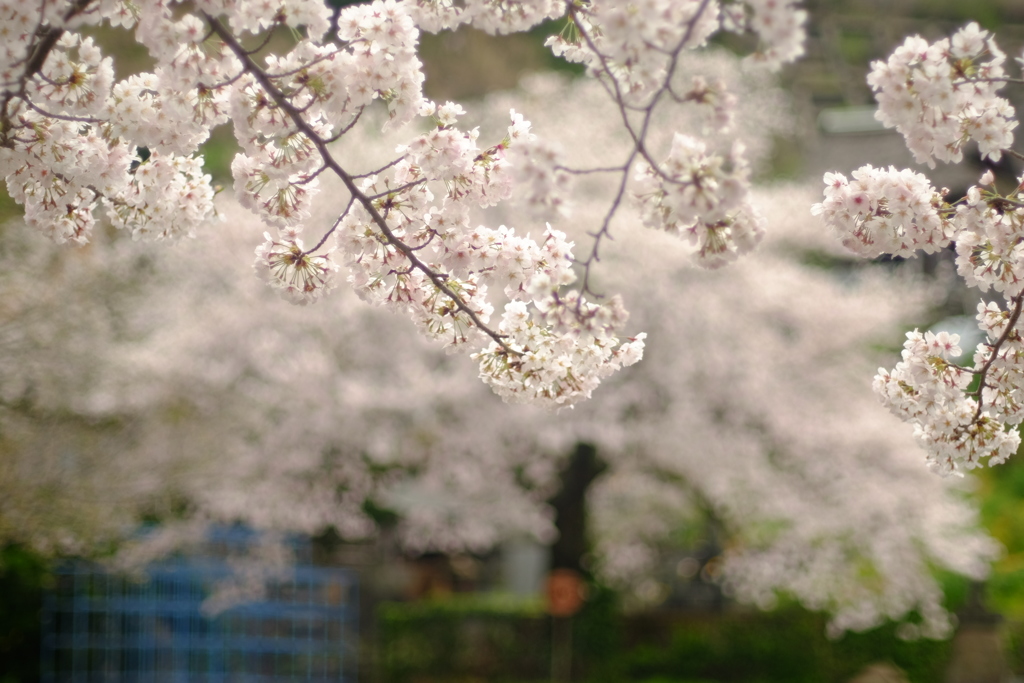 桜　かすかにジャングルジム