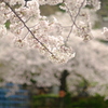 桜　かすかにジャングルジム