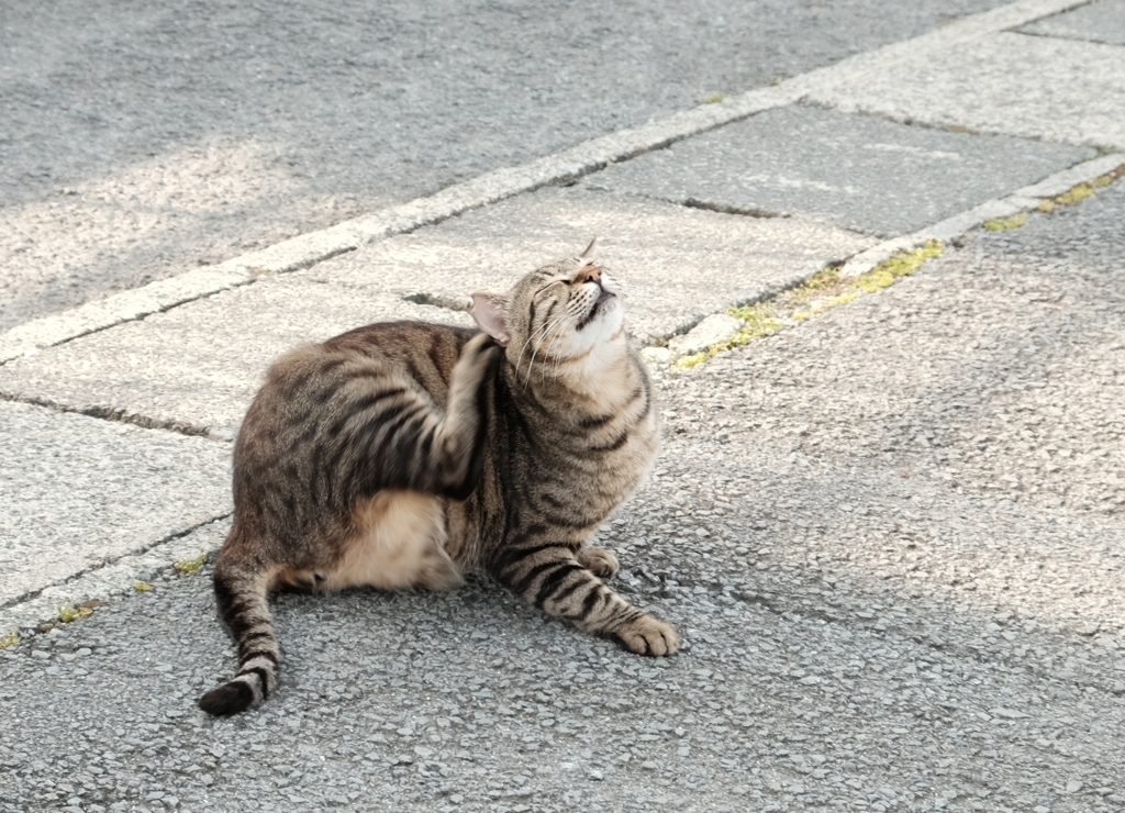 かい～の