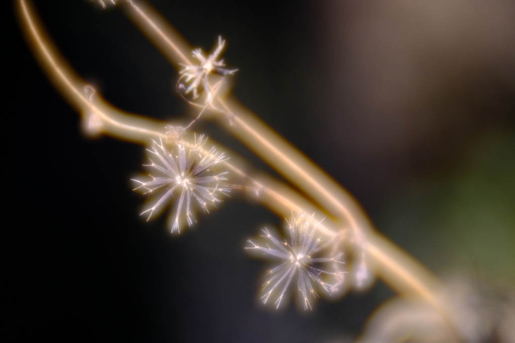 ベルベット厄介者