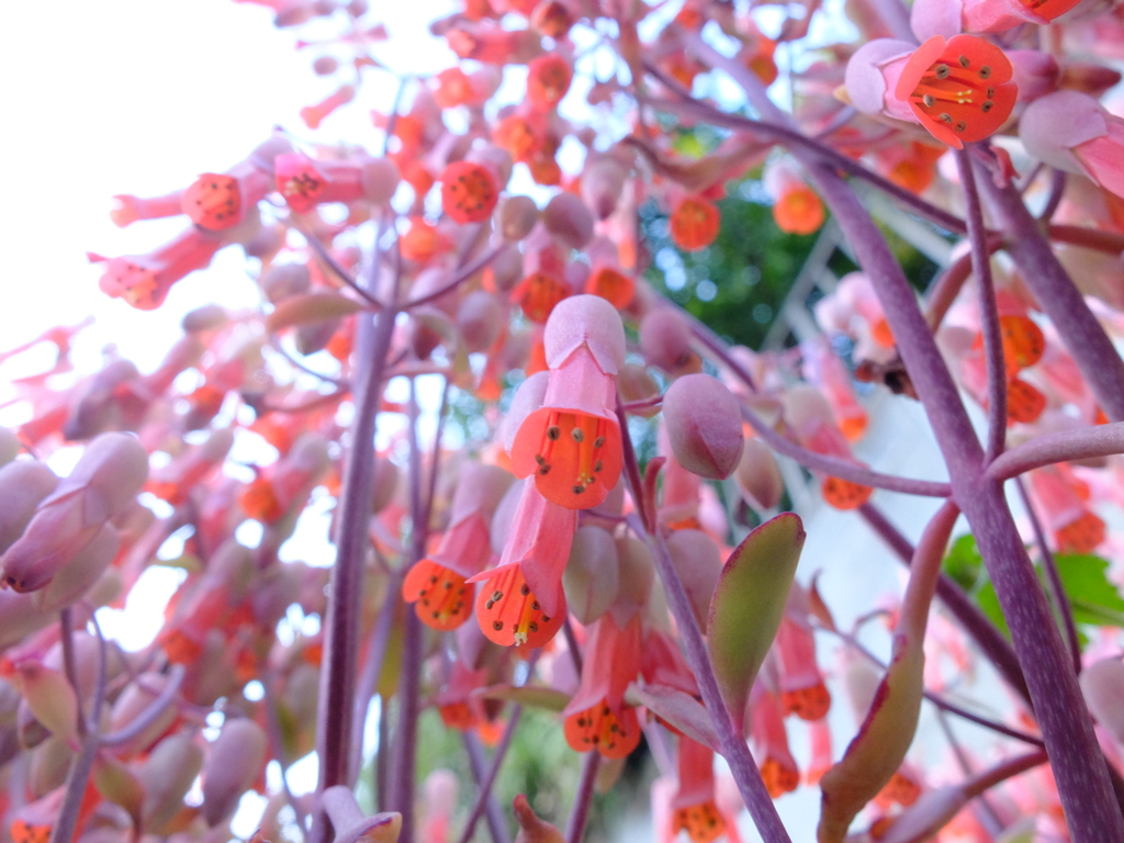 多肉植物　カランコエ