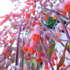 多肉植物　カランコエ