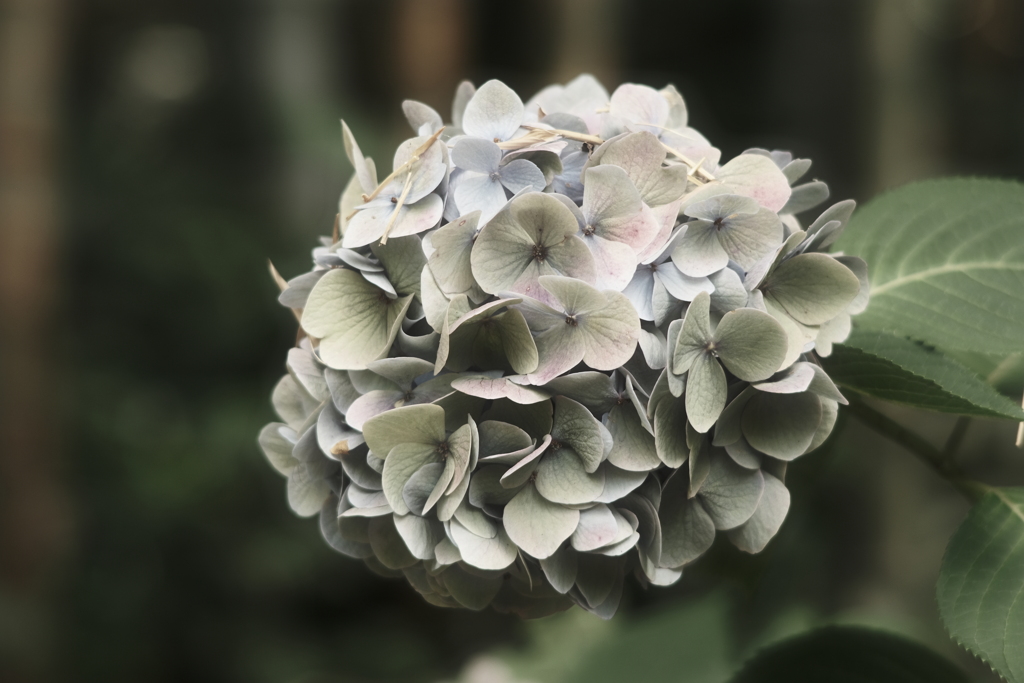 さよなら紫陽花