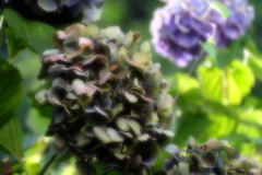 終わりの紫陽花