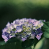 今日の紫陽花