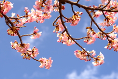 青空河津桜