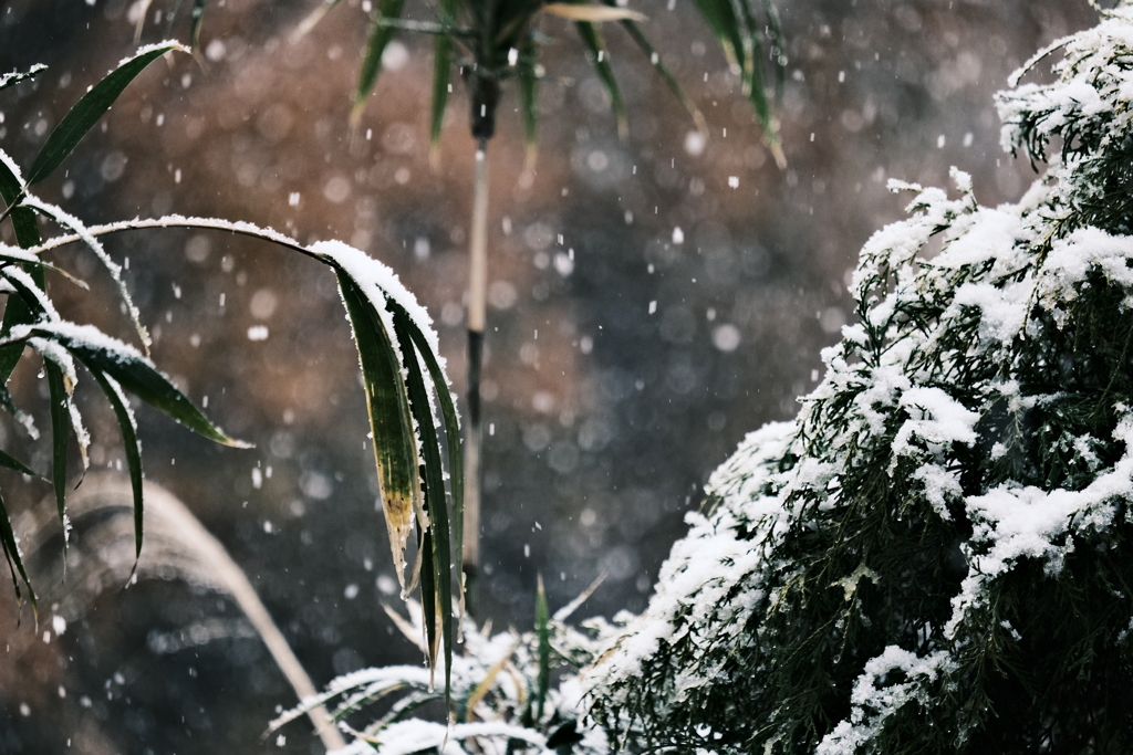 笹に雪
