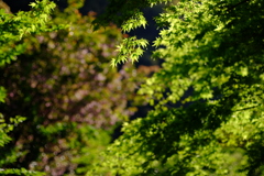 春の朝日に照る山モミジ