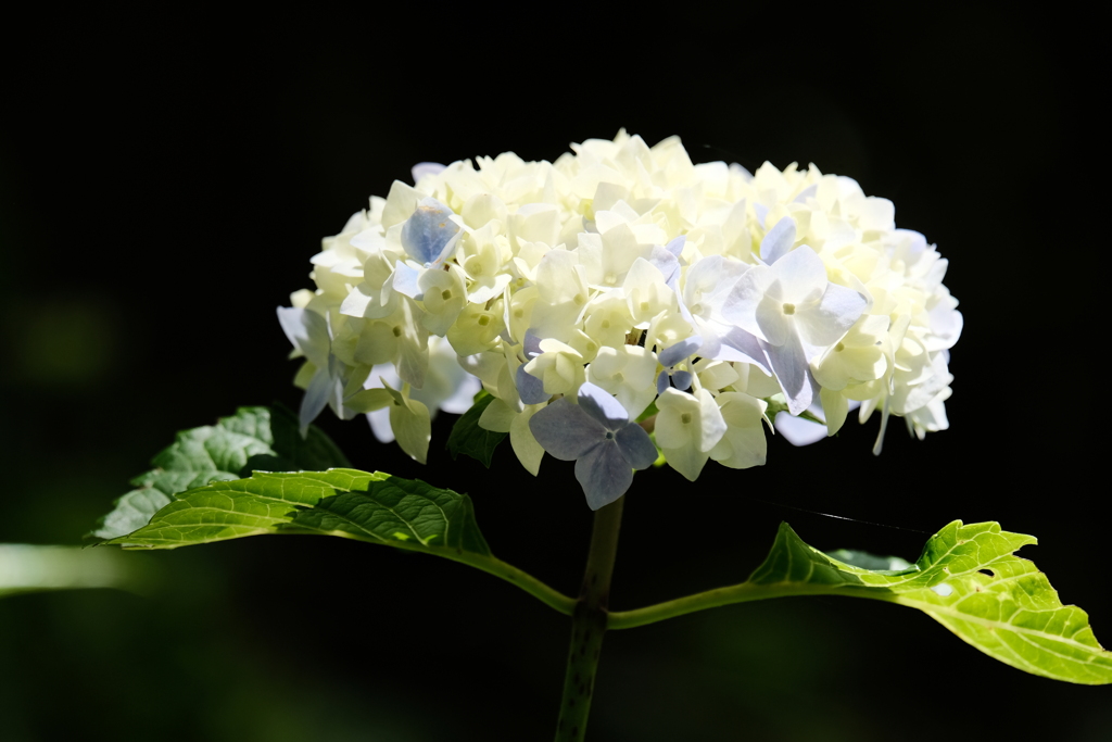 まぶしい紫陽花