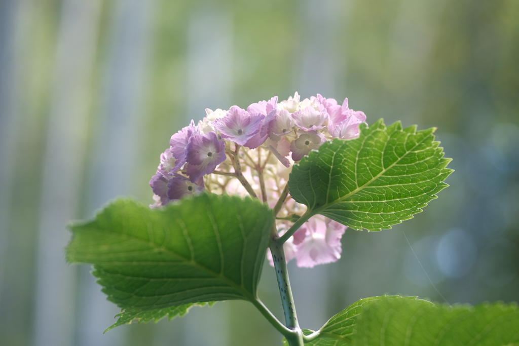 葉っぱ紫陽花