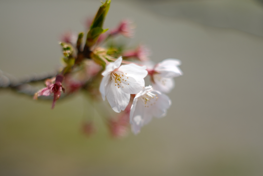 終盤桜