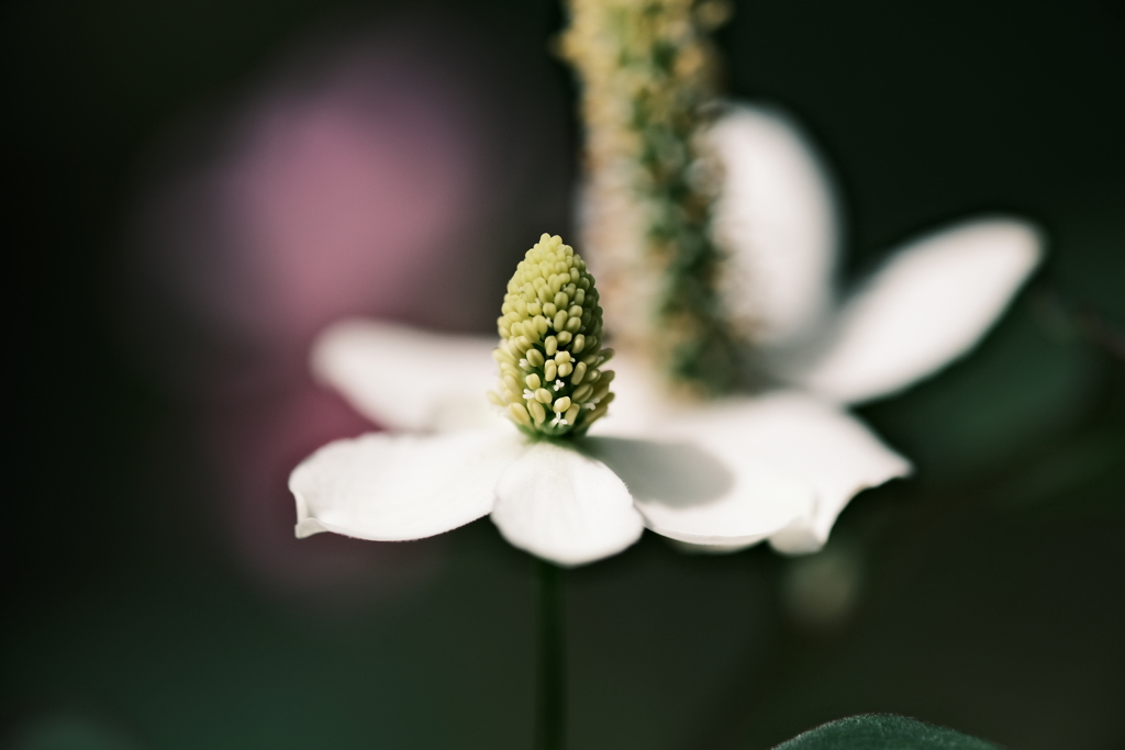 繁殖