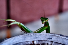 カマキリ拳法