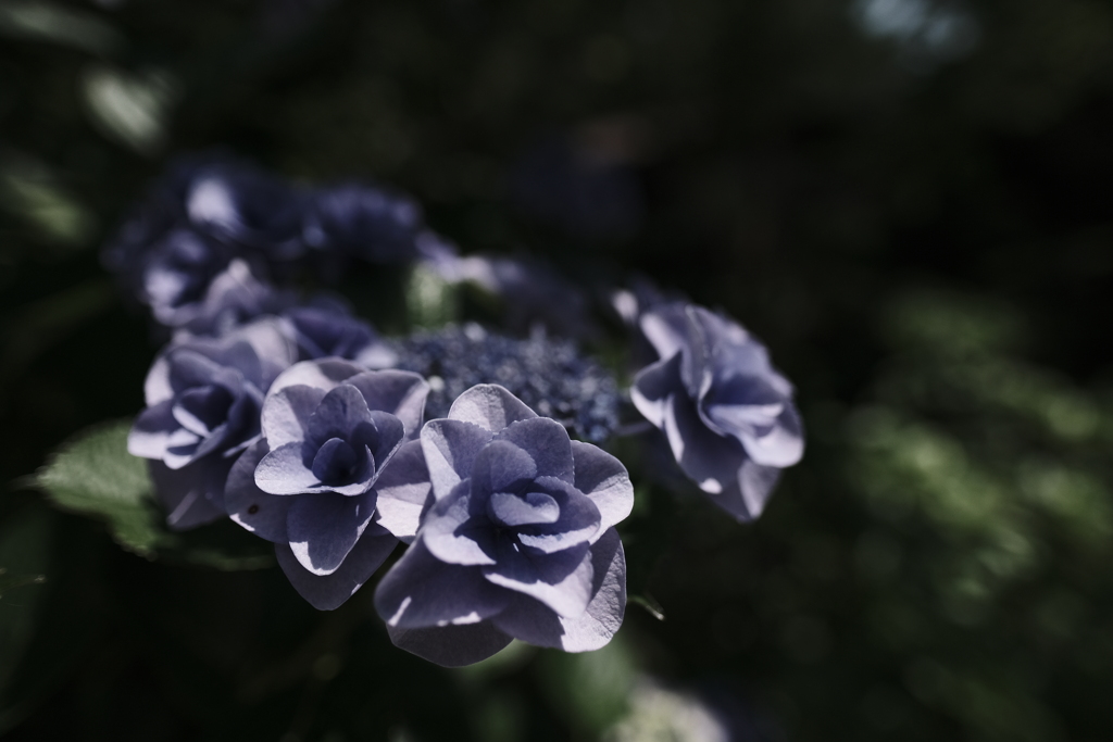 紫陽花そしてアジサイ