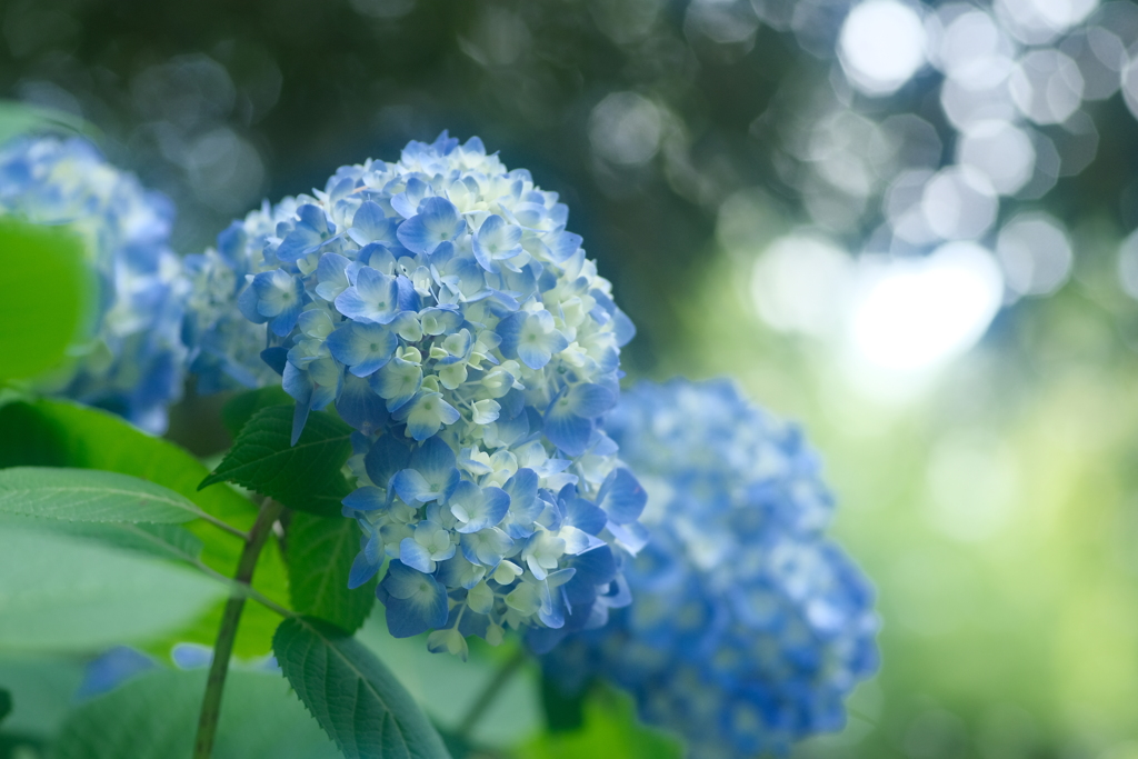 にぎやか紫陽花