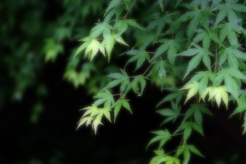 もみじ緑