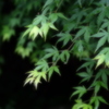 もみじ緑