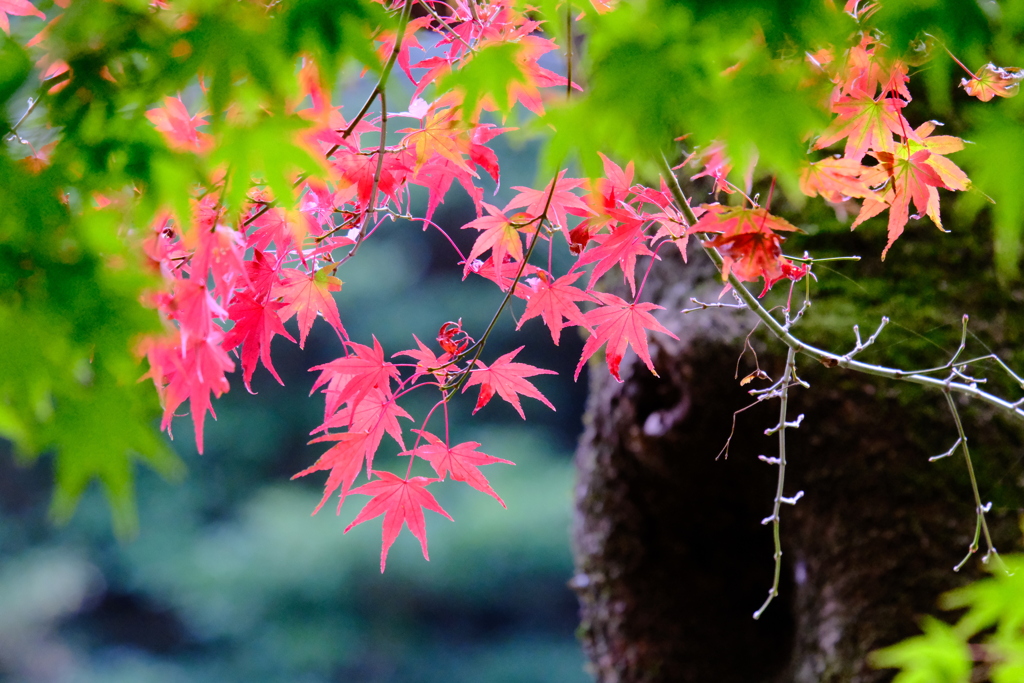 紅葉　秋　