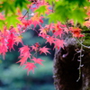 紅葉　秋　