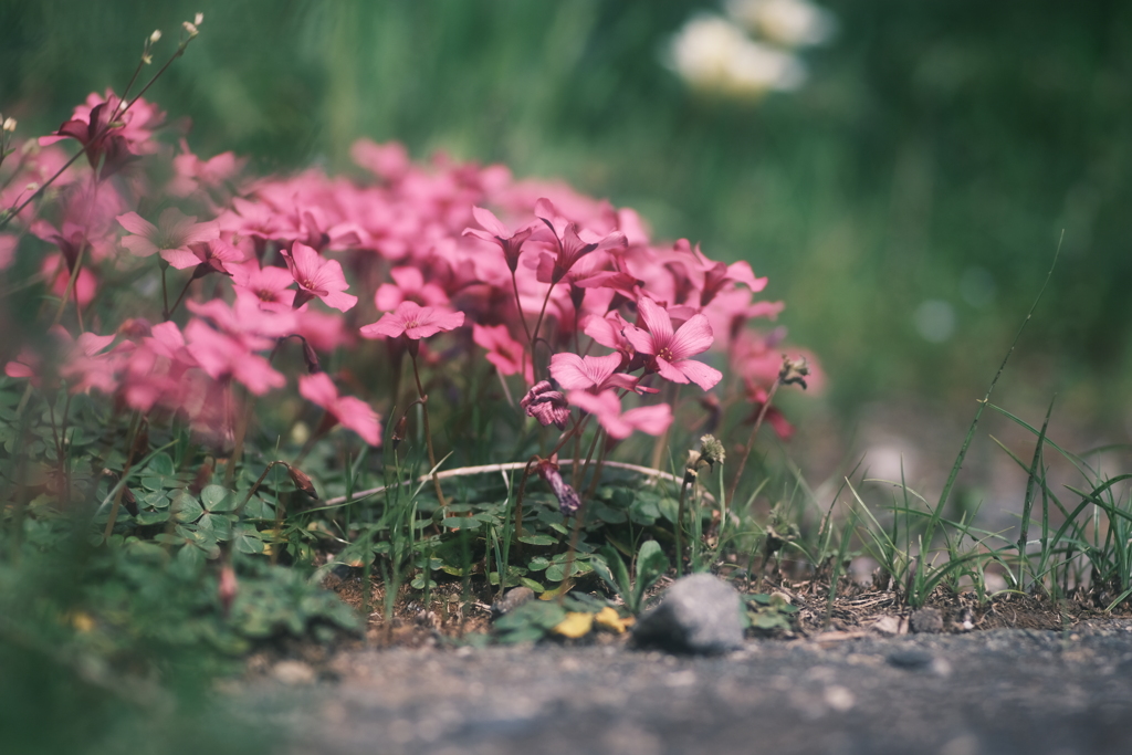 道端の花目線