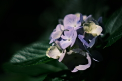 水曜日の紫陽花