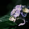 水曜日の紫陽花