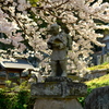 今年も桜下で勉学に励む