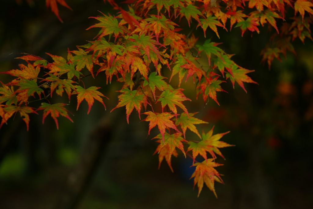 紅葉グラデーション