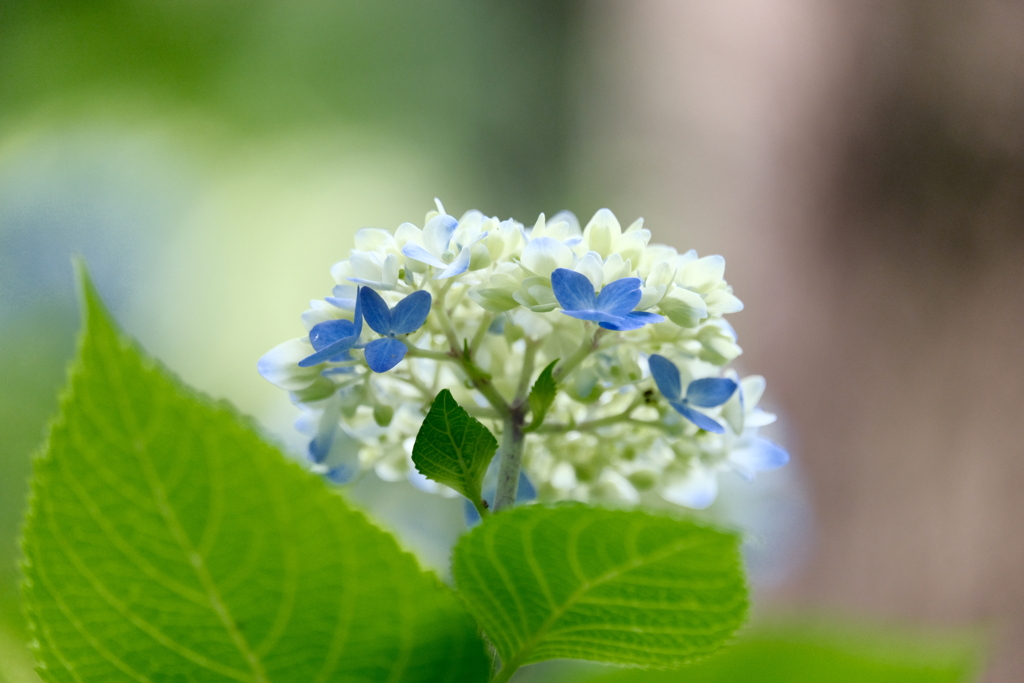 白青紫陽花