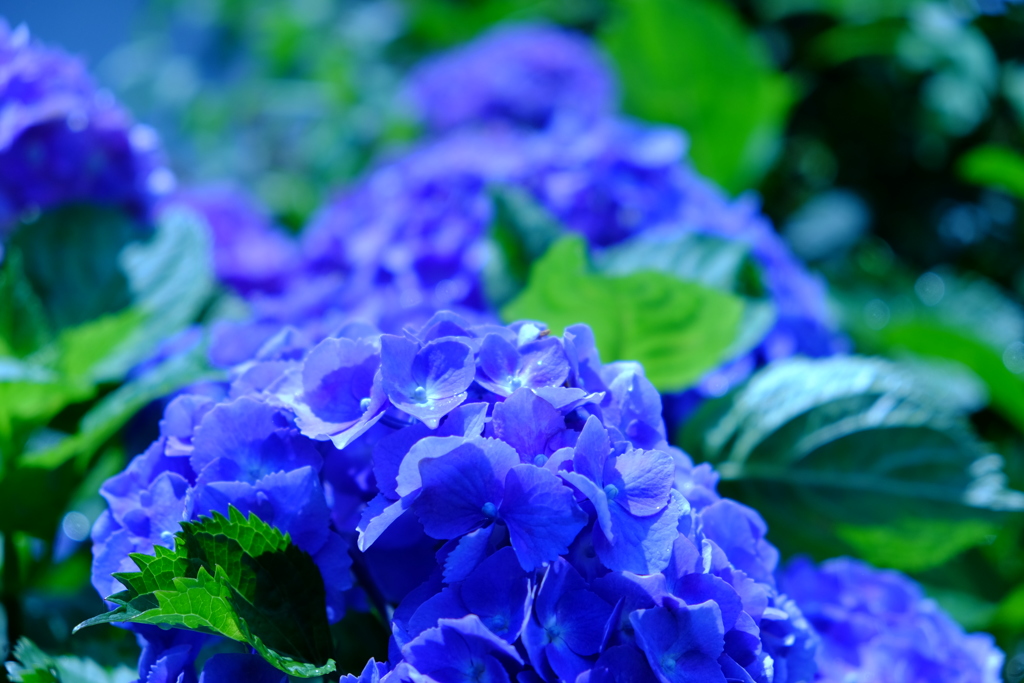 青い紫陽花