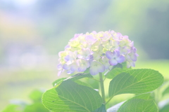 お城の紫陽花