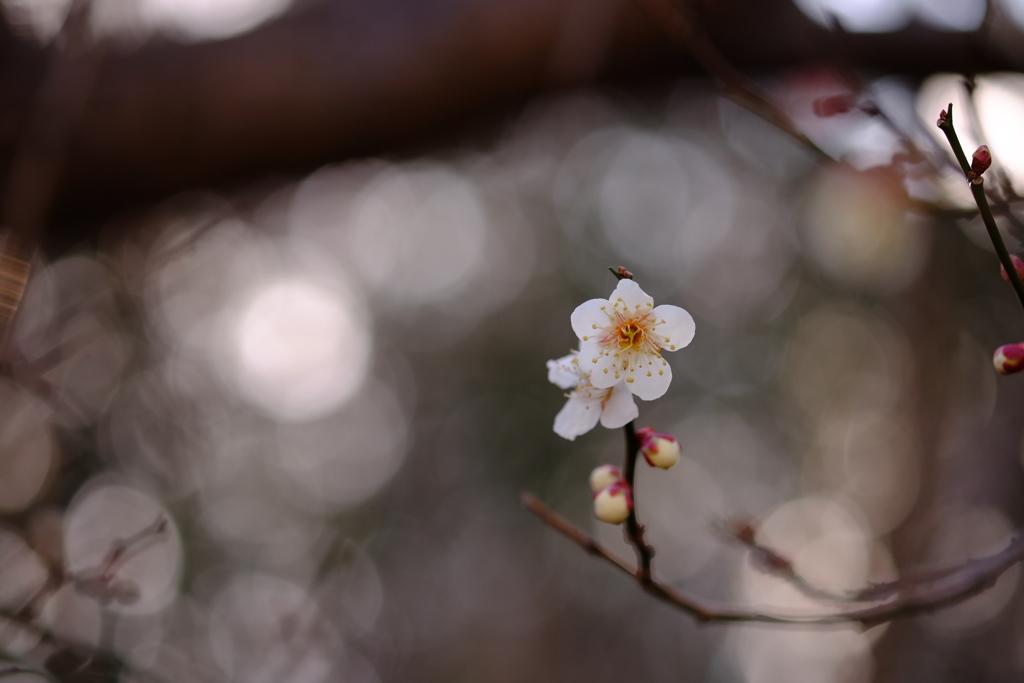 山の中で梅の花