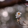 山の中で梅の花