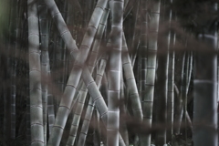 竹やぶ