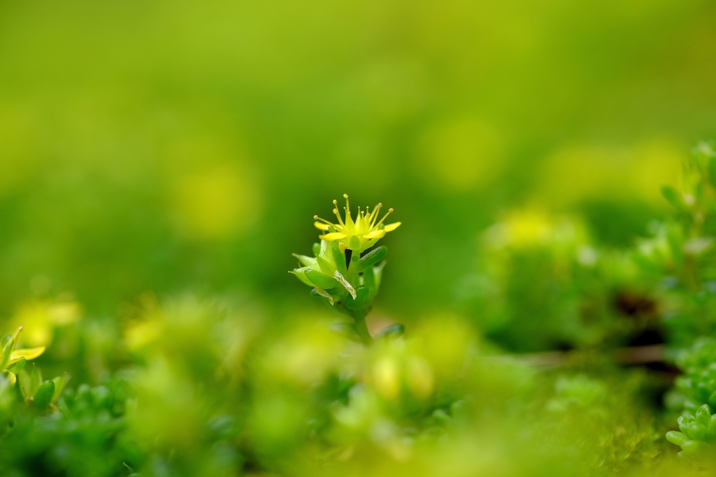 万年草