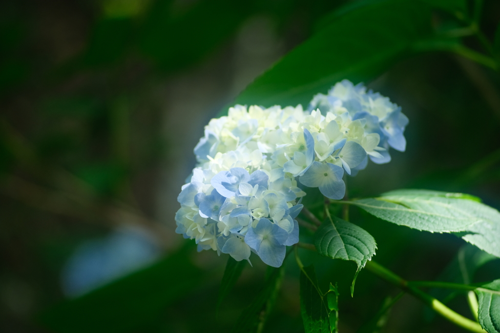 ホワ～ンと紫陽花