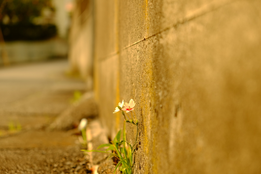 佇花二輪