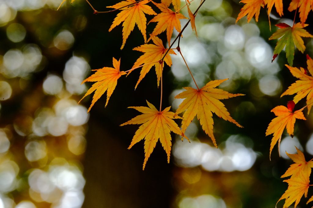 終盤の紅葉