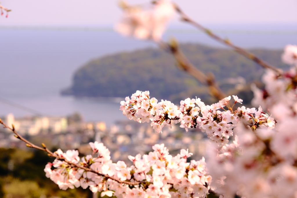 さくら　湯河原