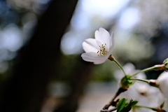 開花