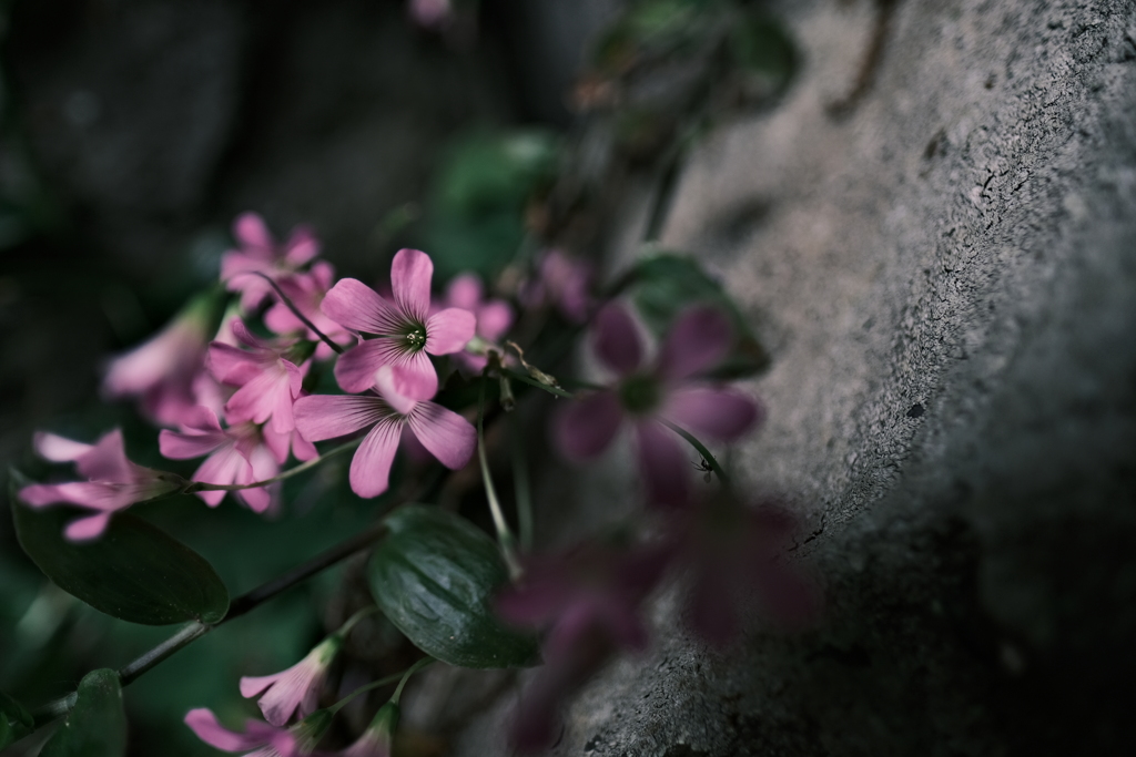 岩陰からのお花