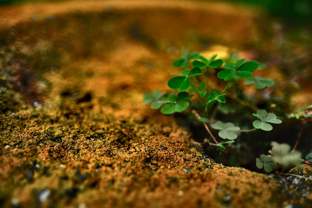 三つ葉のクローバー