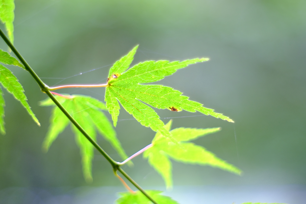 まだ緑