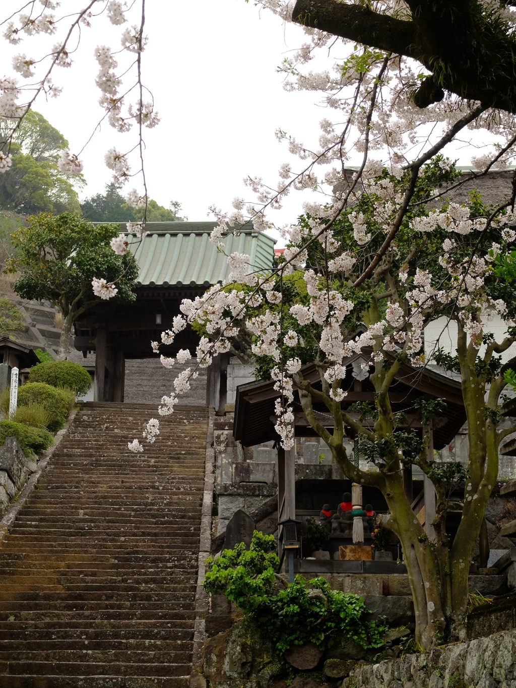 桜と参道