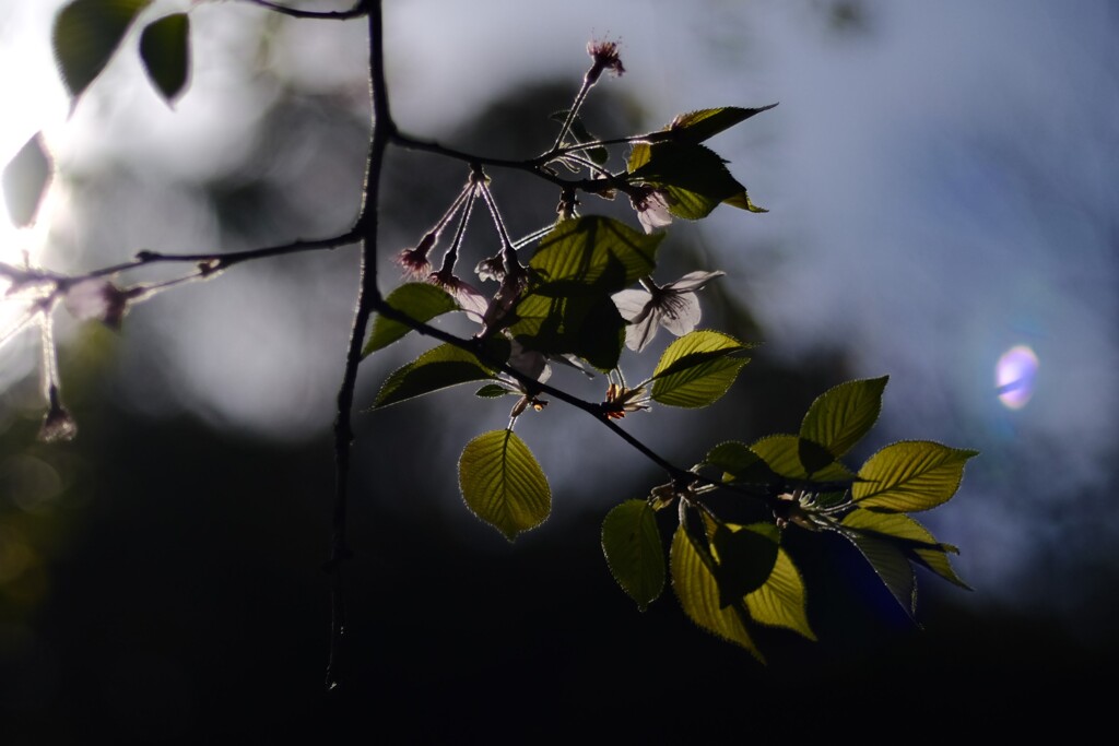 もう葉桜