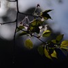 もう葉桜