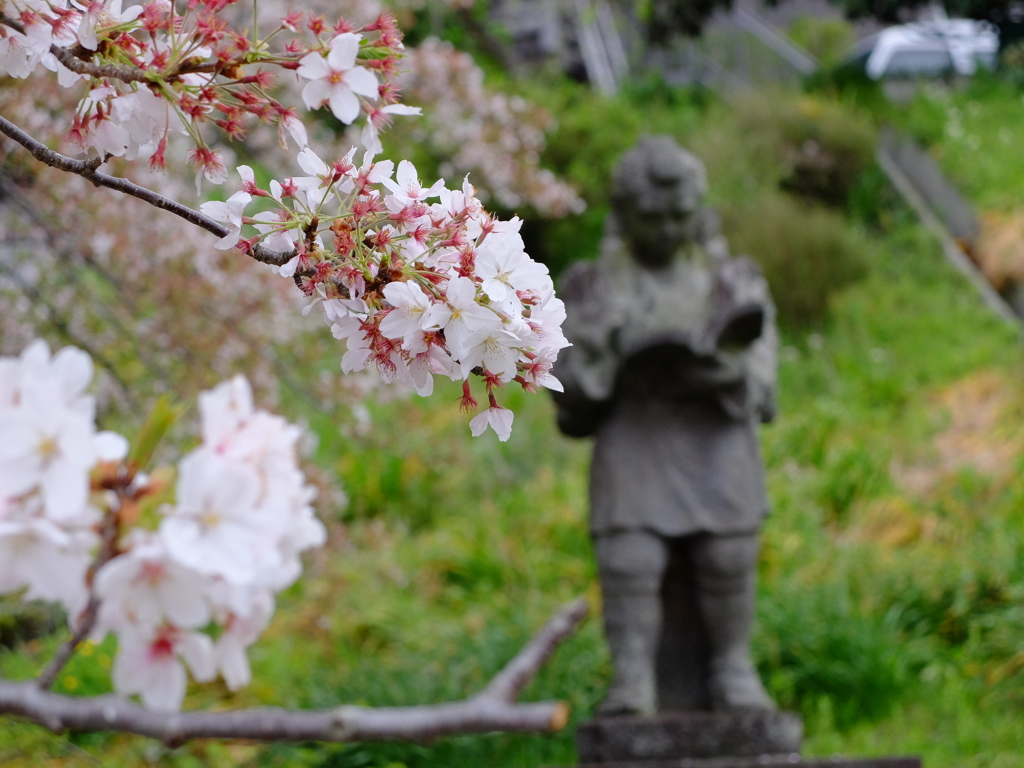 桜金次郎